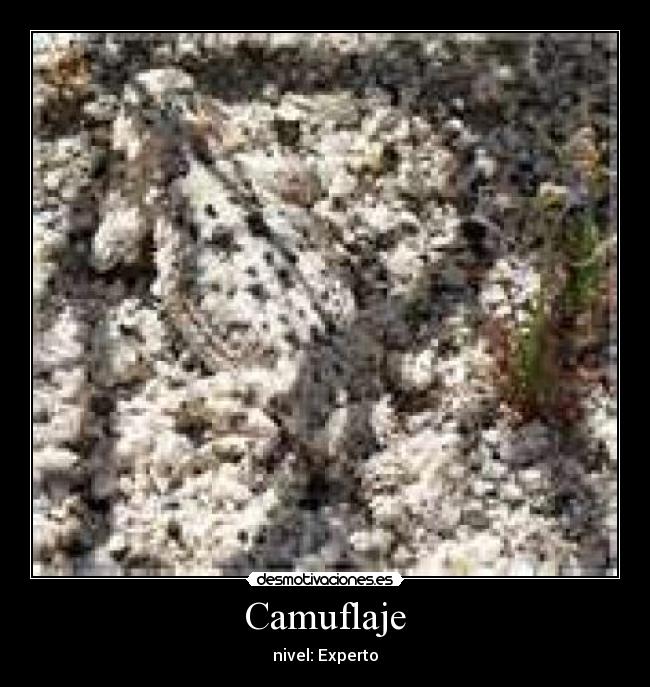 Camuflaje - 