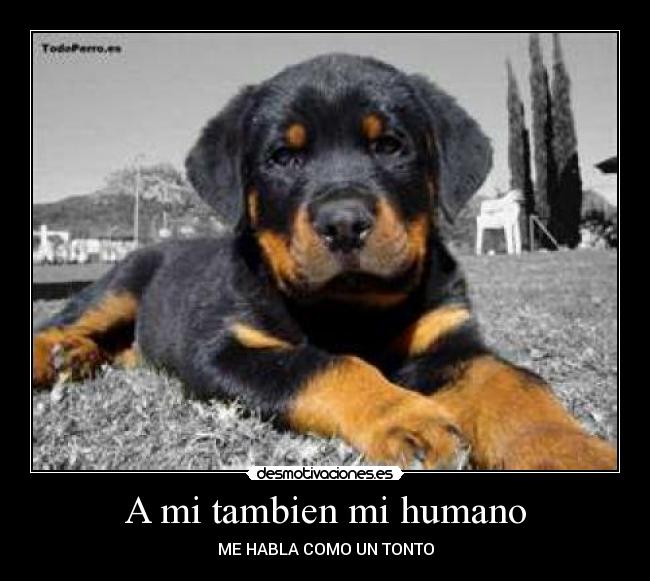 A mi tambien mi humano - ME HABLA COMO UN TONTO