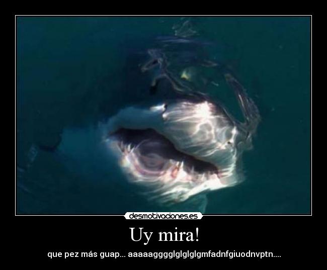 Uy mira! - que pez más guap... aaaaagggglglglglgmfadnfgiuodnvptn....