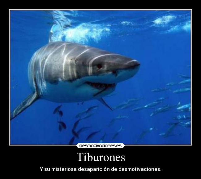 Tiburones - Y su misteriosa desaparición de desmotivaciones.