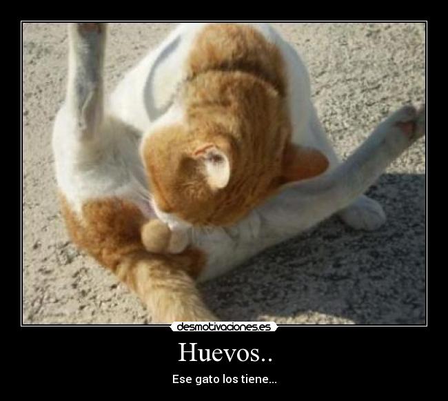 Huevos.. - Ese gato los tiene...