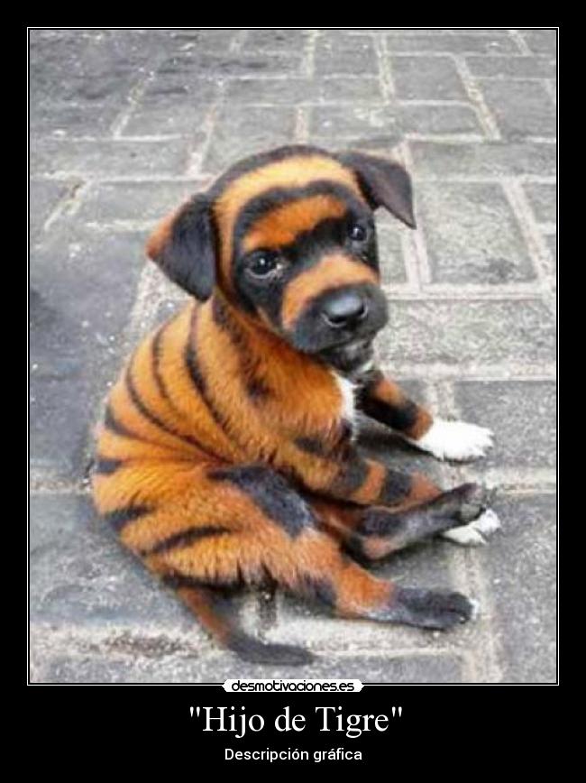 Hijo de Tigre - Descripción gráfica