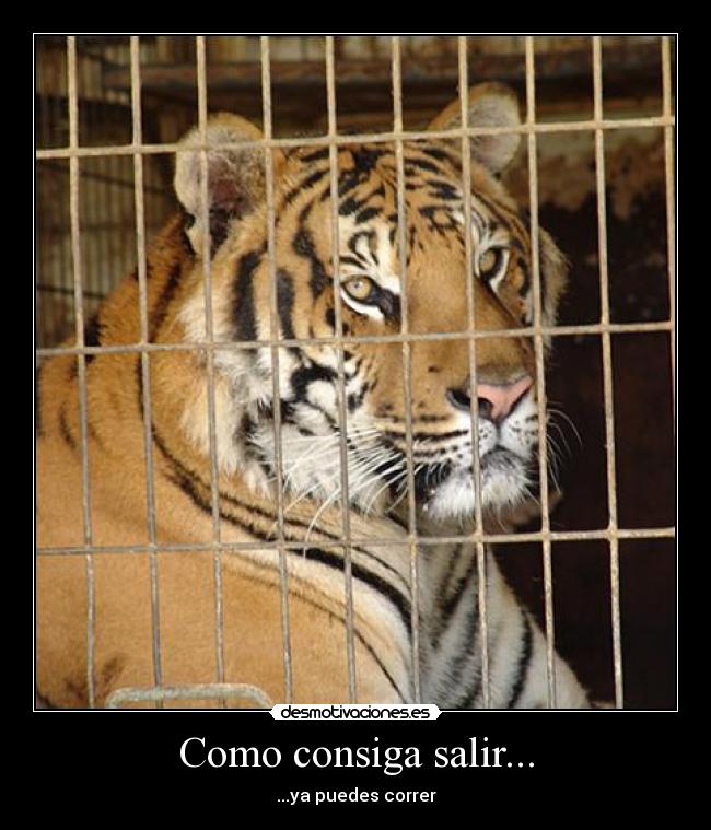 Como consiga salir... - ...ya puedes correr