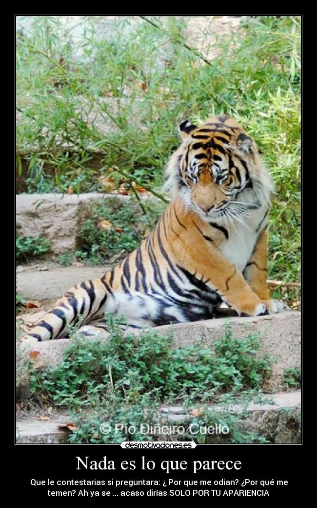Nada es lo que parece - Que le contestarias si preguntara: ¿ Por que me odian? ¿Por qué me
temen? Ah ya se ... acaso dirías SOLO POR TU APARIENCIA