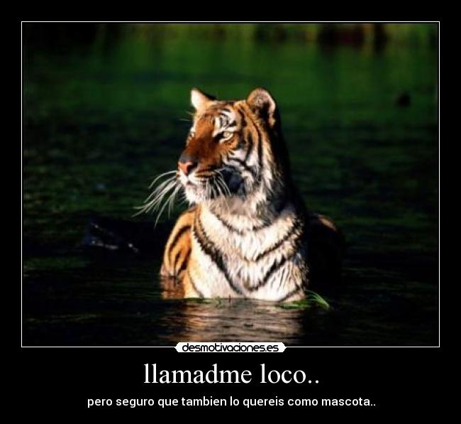 llamadme loco.. - pero seguro que tambien lo quereis como mascota..