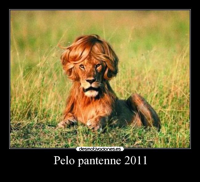 Pelo pantenne 2011 -