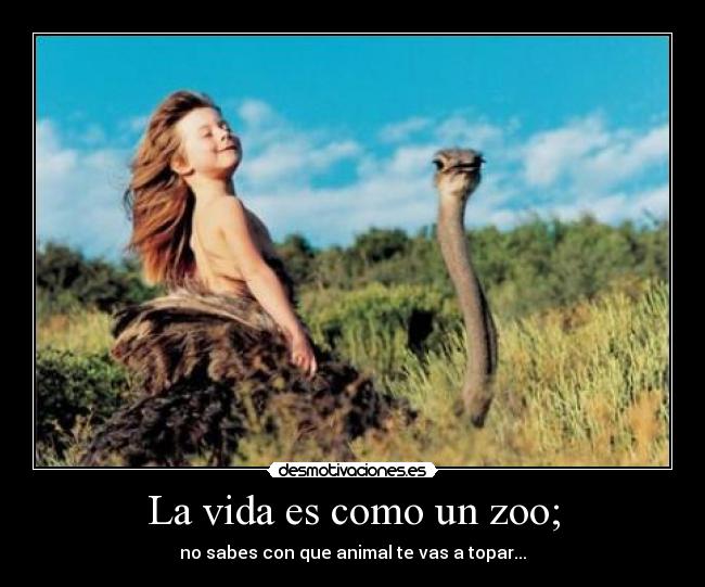 La vida es como un zoo; - no sabes con que animal te vas a topar...