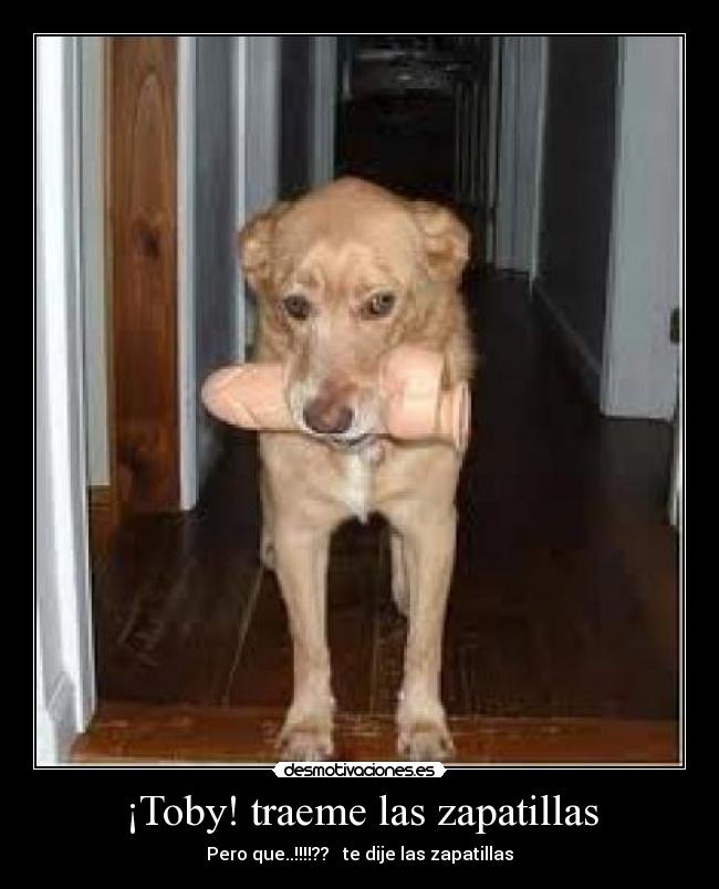 ¡Toby! traeme las zapatillas - 