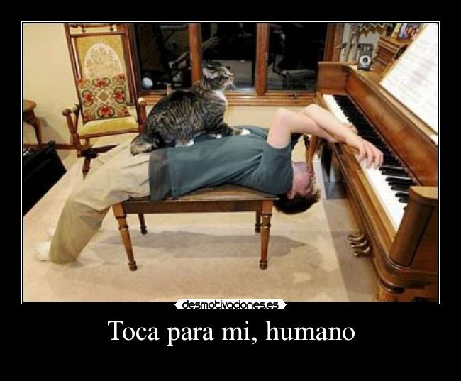 Toca para mi, humano -