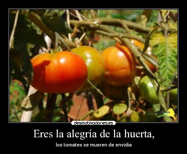 Eres la alegría de la huerta, - los tomates se mueren de envidia