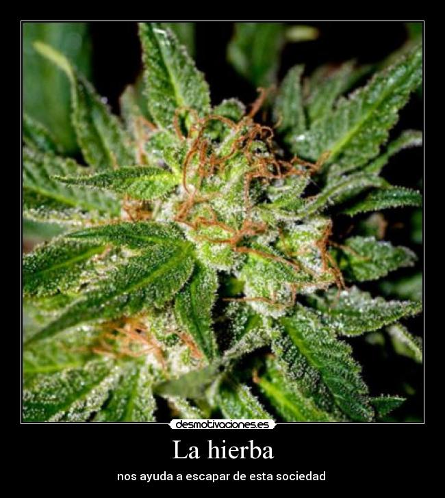 La hierba - nos ayuda a escapar de esta sociedad