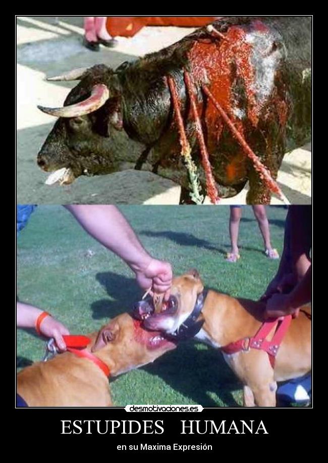 ESTUPIDES HUMANA - en su Maxima Expresión