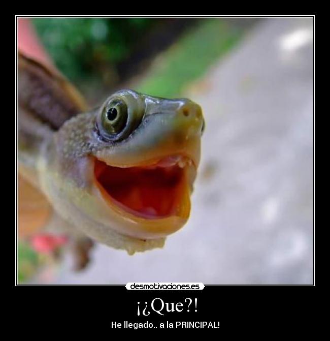 ¡¿Que?! - He llegado.. a la PRINCIPAL!