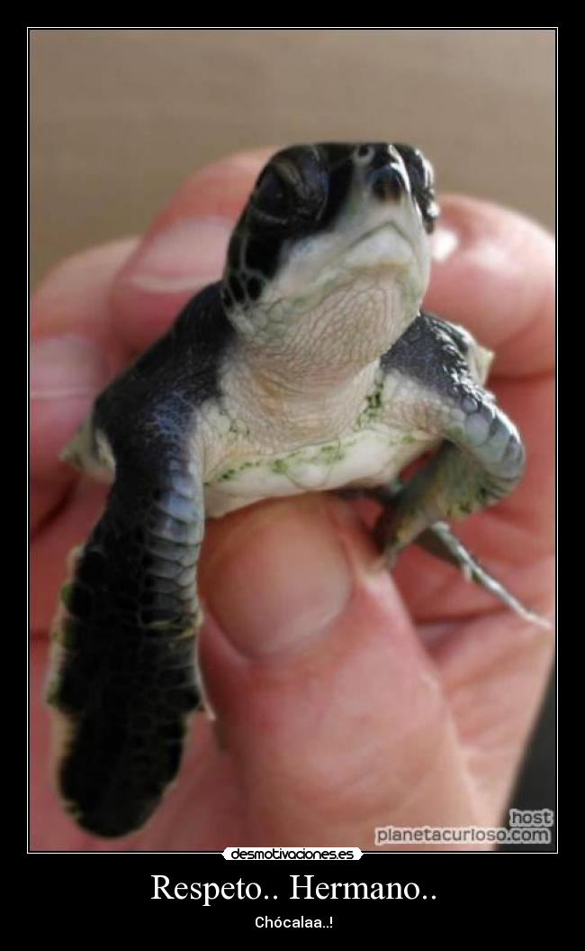 Respeto.. Hermano.. - Chócalaa..!