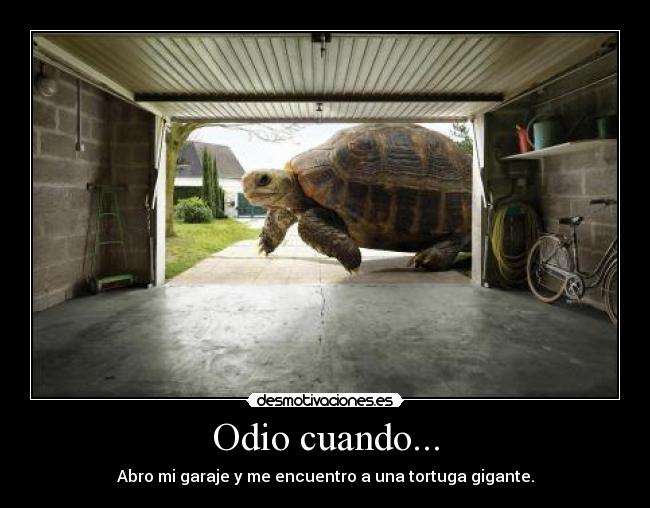 Odio cuando... - Abro mi garaje y me encuentro a una tortuga gigante.