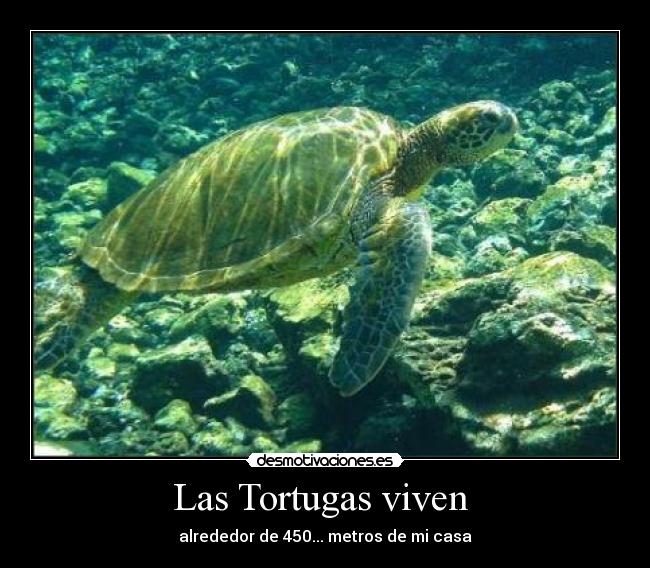 Las Tortugas viven  - 