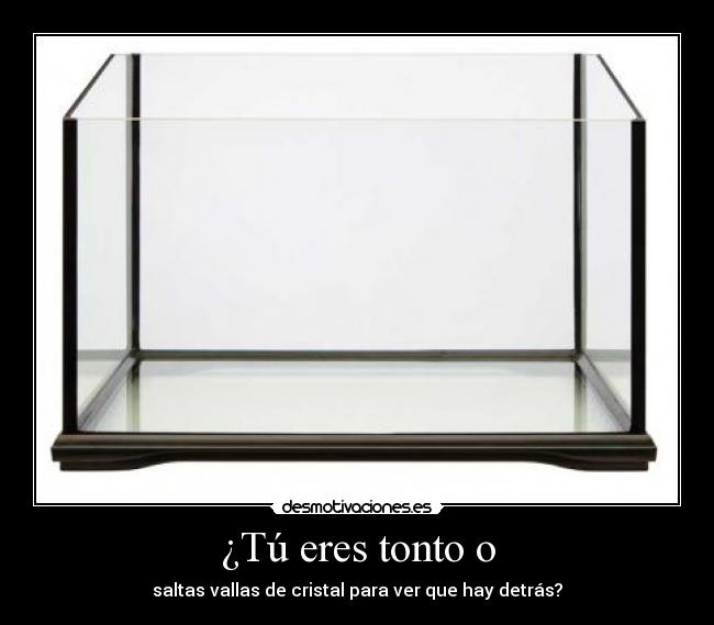 ¿Tú eres tonto o - 