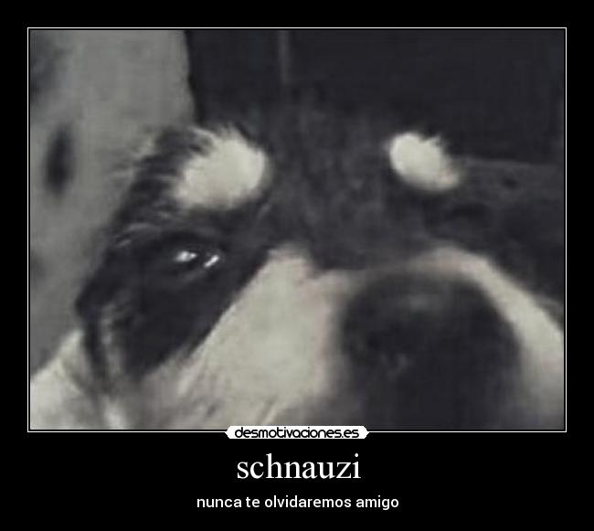 schnauzi -