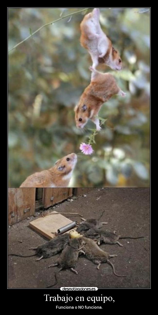 Trabajo en equipo, -