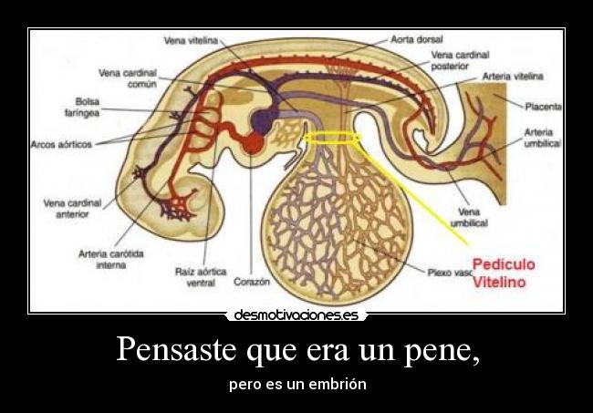 Pensaste que era un pene, -