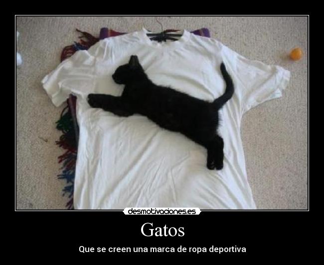 Gatos -
