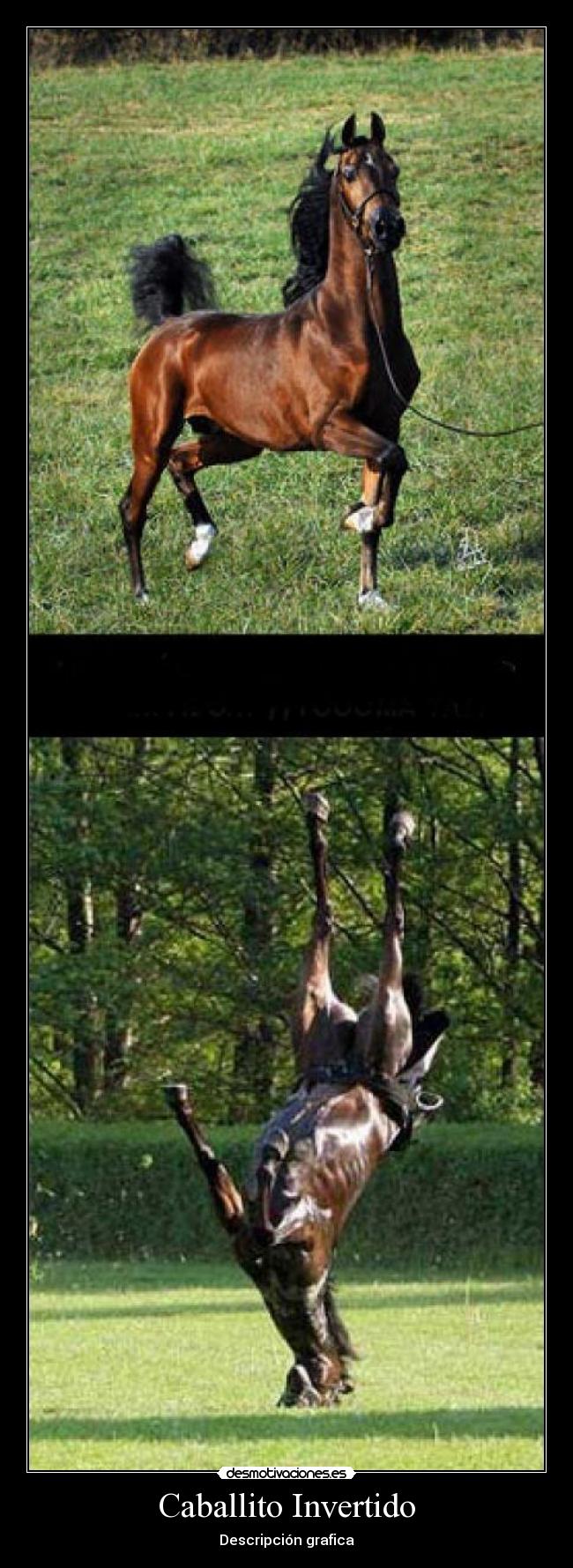 Caballito Invertido - 