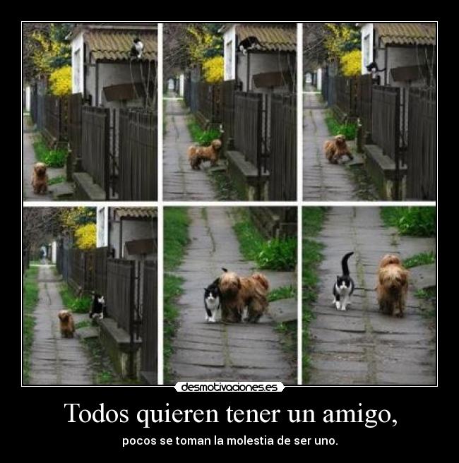 carteles perro gracioso mascotas amor amistad companero desmotivaciones