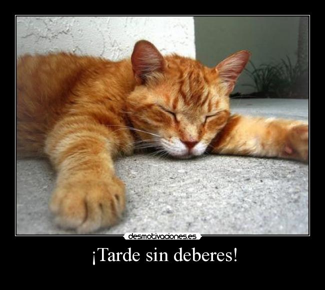 carteles deberes gatosacostado desmotivaciones