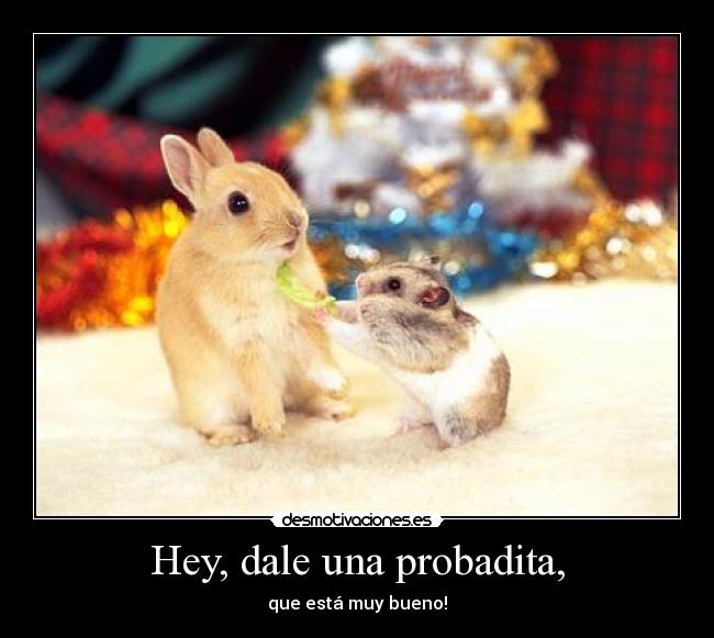 carteles conejo tierno hamster animal mascota gracioso jajaja desmotivaciones