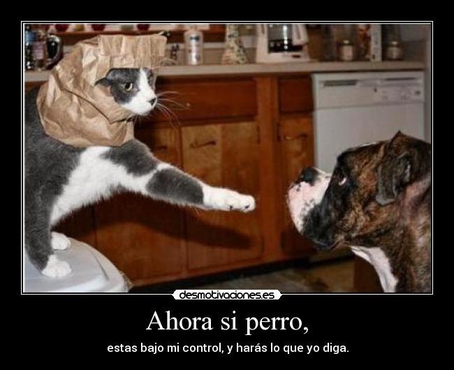 carteles perro gato control extraterrestre desmotivaciones