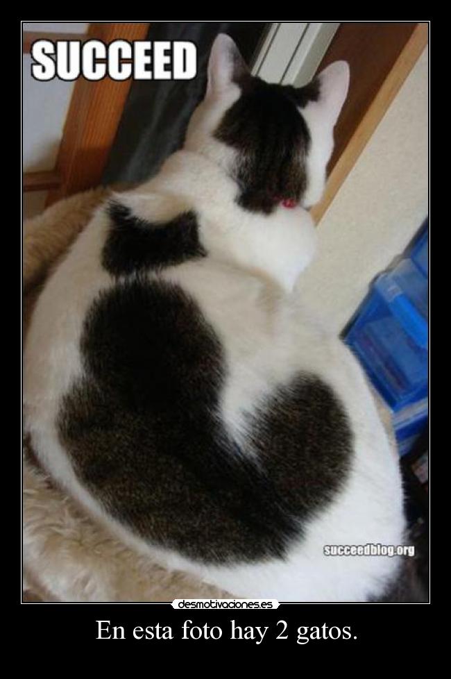 En esta foto hay 2 gatos. - 