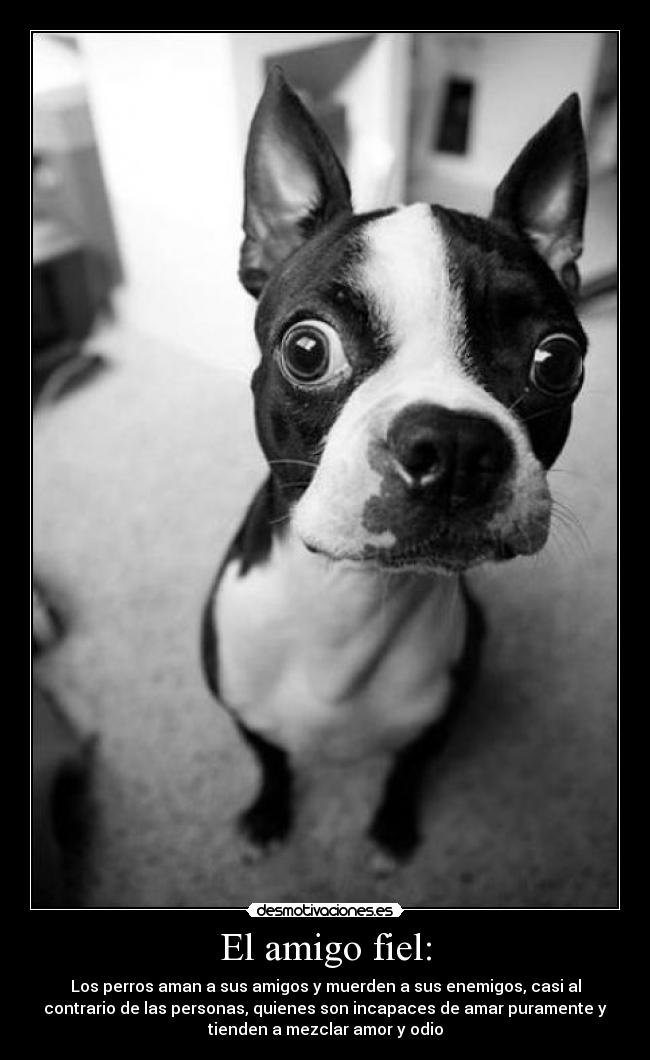 El amigo fiel: - 