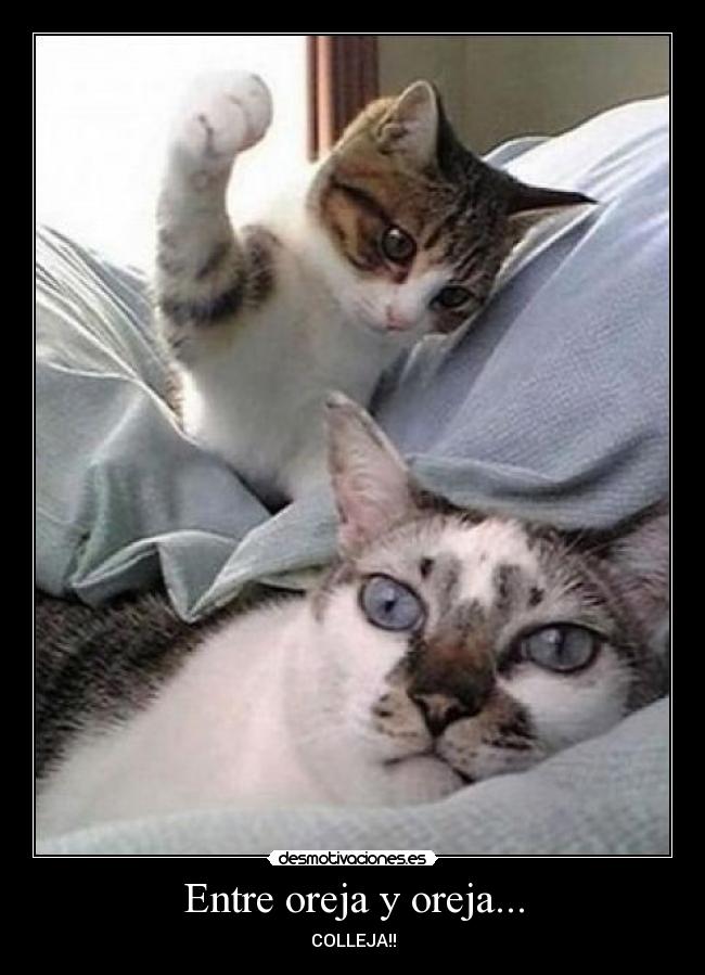 Entre oreja y oreja... - 
