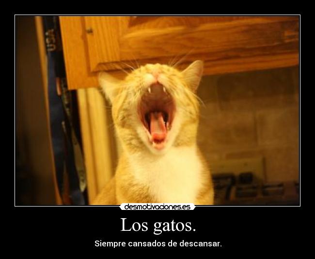 carteles gatos gatos desmotivaciones