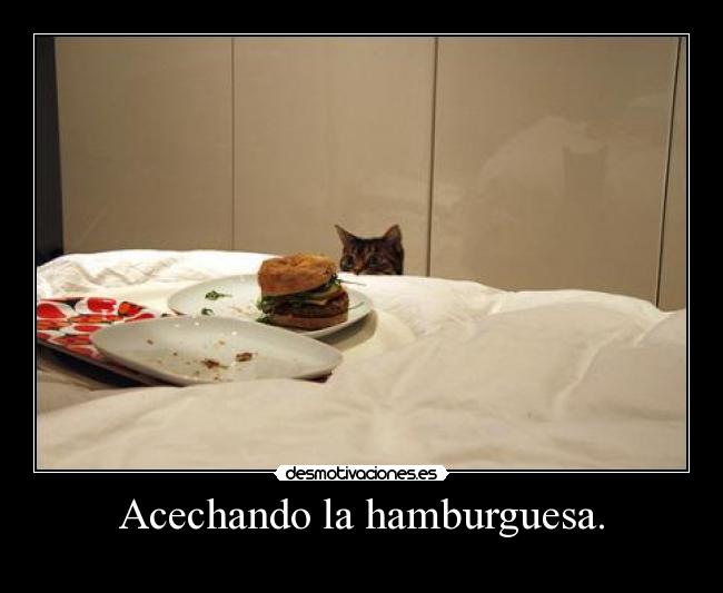 Acechando la hamburguesa. -
