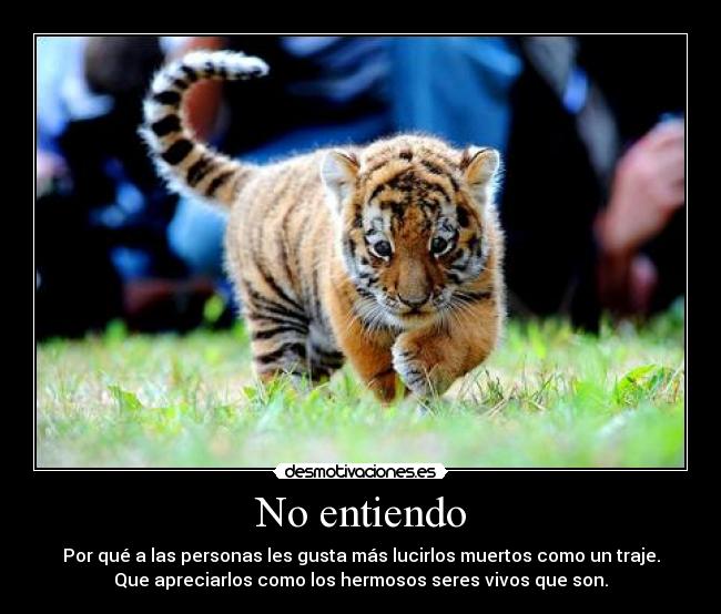 carteles tigres estar triste lujo animales peligro extincion dinero pieles desmotivaciones