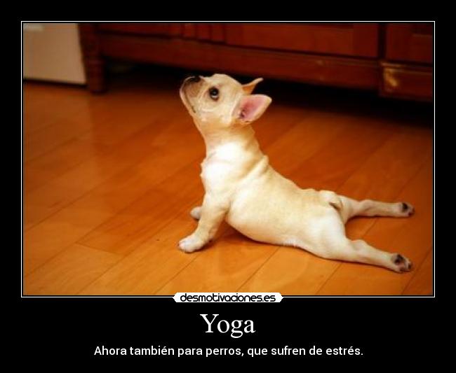 Yoga - Ahora también para perros, que sufren de estrés.
