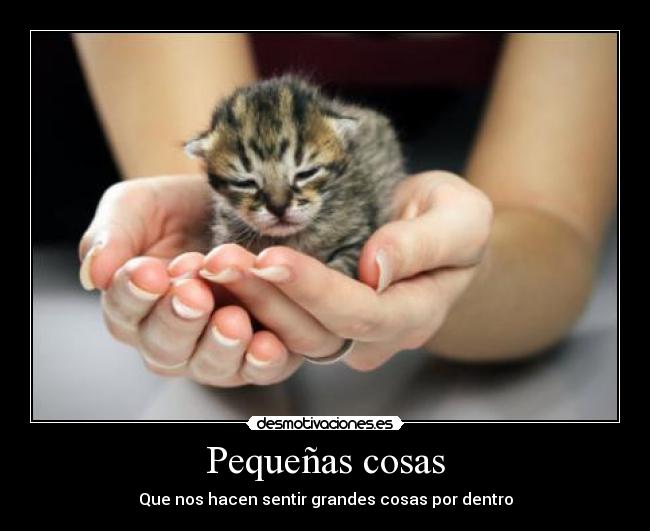 carteles amor vida mascota animal hermoso carino gato bebe cachorro desmotivaciones