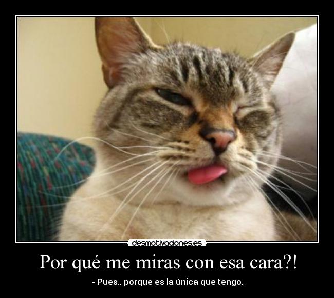 carteles amor vida mascota animal desmotivaciones