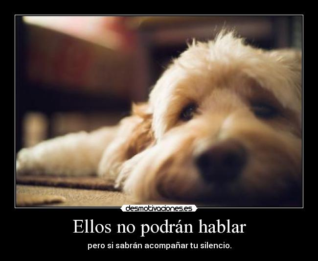 carteles perros mascota animal desmotivaciones