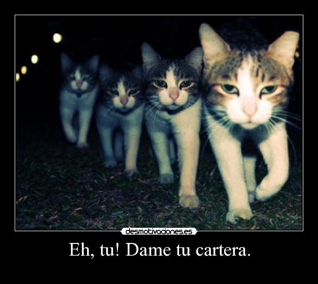 carteles gatos desmotivaciones