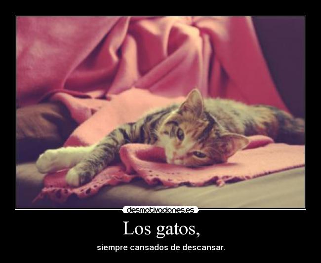 Los gatos, - 