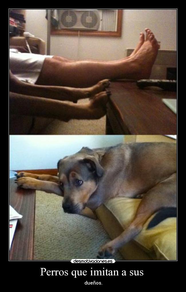 Perros que imitan a sus - dueños.