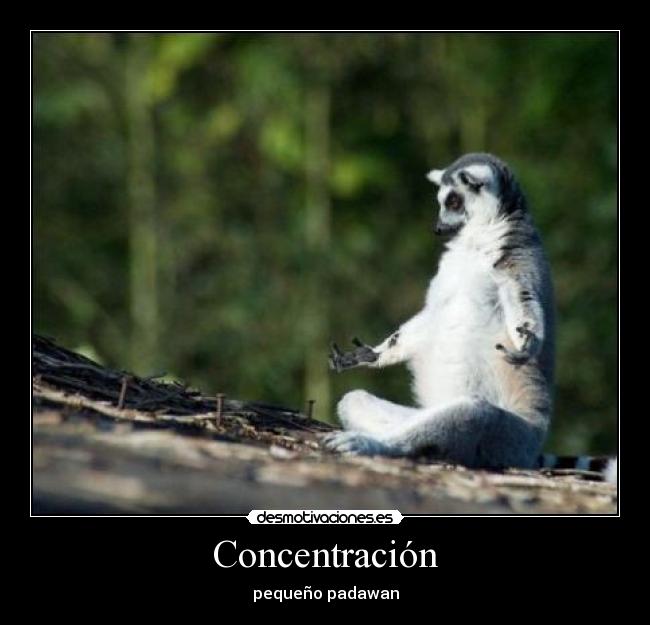Concentración - pequeño padawan