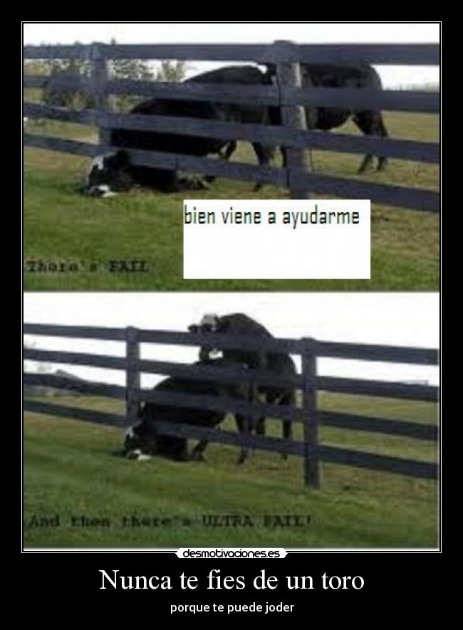 Nunca te fies de un toro - porque te puede joder