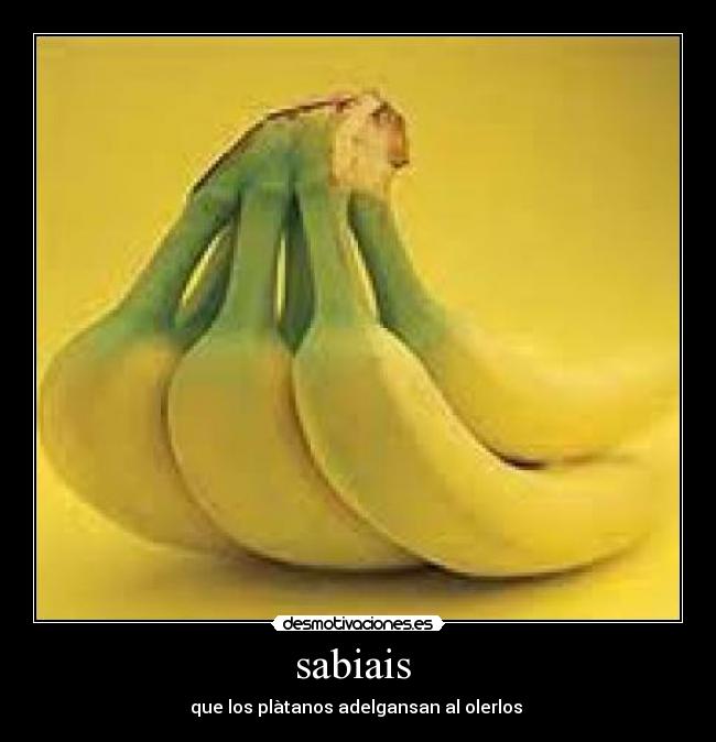 sabiais - que los plàtanos adelgansan al olerlos