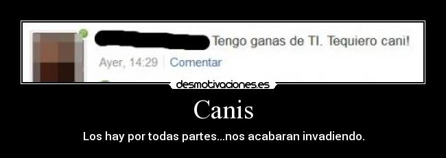 Canis - Los hay por todas partes...nos acabaran invadiendo.