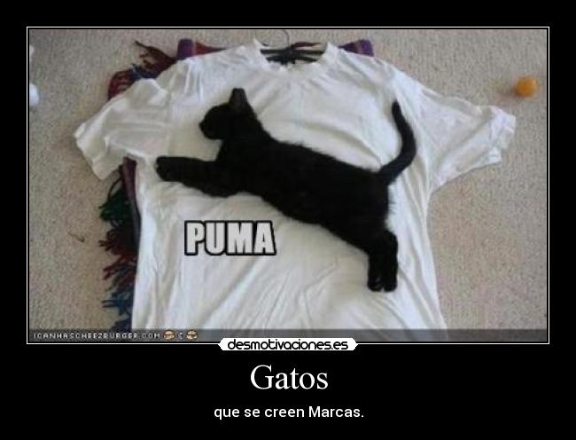 Gatos -