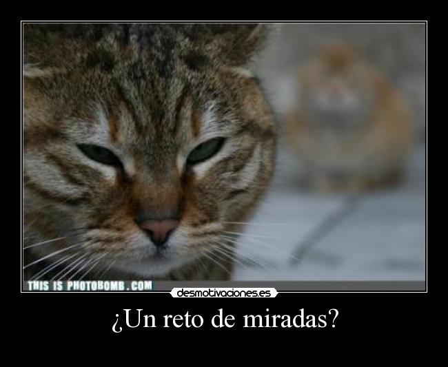 ¿Un reto de miradas? - 