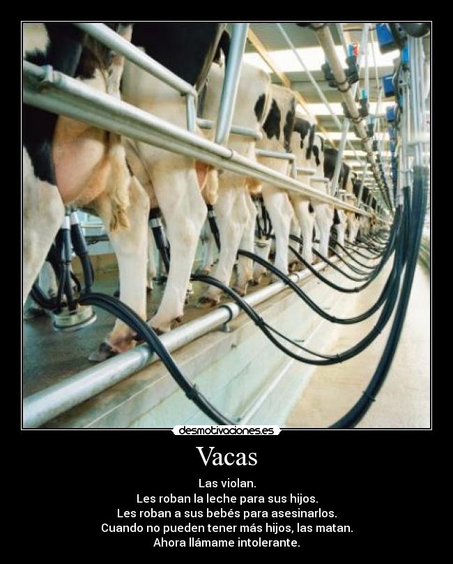 Vacas - Las violan.
Les roban la leche para sus hijos.
Les roban a sus bebés para asesinarlos.
Cuando no pueden tener más hijos, las matan.
Ahora llámame intolerante.